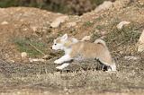 AKITA INU 020